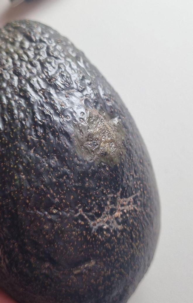 Avocado mit Pilzbefall