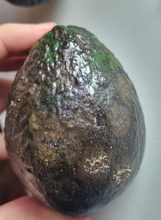 Avocado mit Pilzbefall